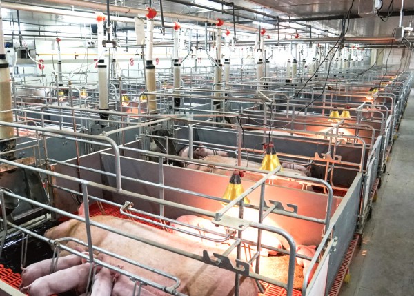 母猪自由采食器